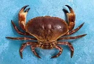 国产螃蟹的视频,鲜美滋味，探寻中华美食之源