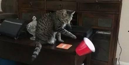 国产丝语调教狗奴视频,揭秘独特驯犬文化