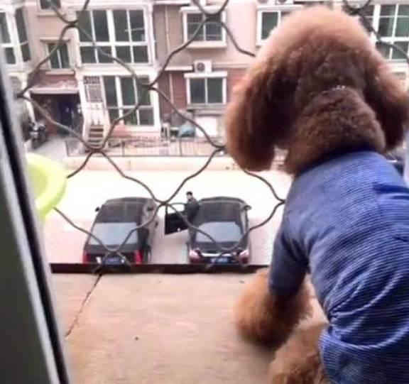 国产丝语调教狗奴视频,揭秘独特驯犬文化