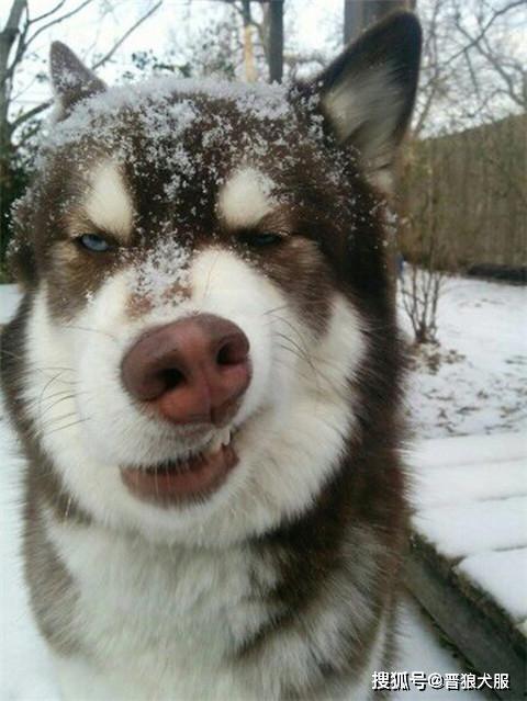 国产哈士奇视频,视频展示其忠诚与活力