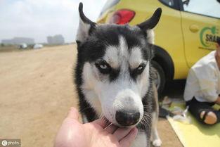 国产哈士奇视频,视频展示其忠诚与活力