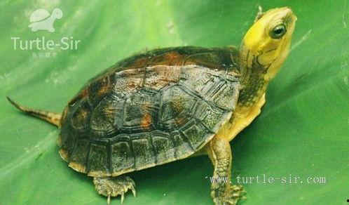 国产老乌龟视频